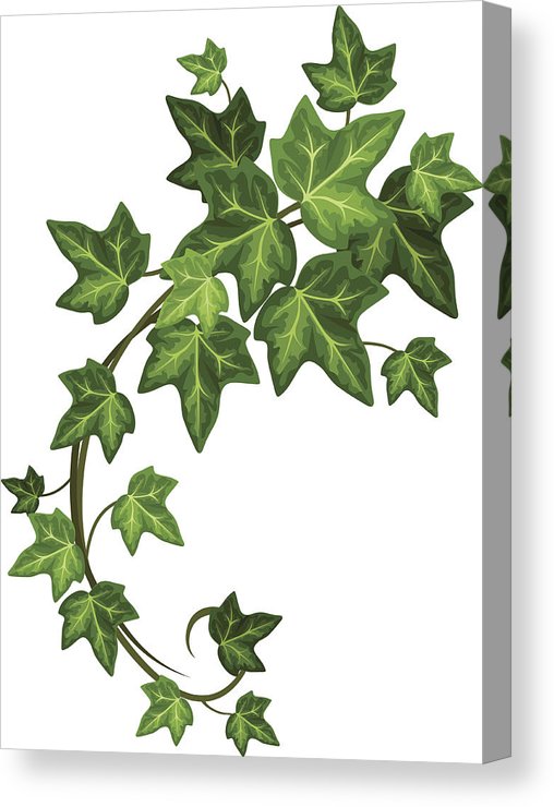 508x740 Ivy Branch Vector Illustration Canvas Print Canvas Art
