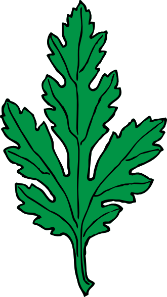330x588 Ivy Leaf Green Chrysanthemum Clip Art