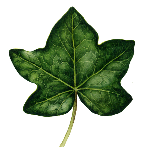 487x500 Lobed Ivy Leaf Botanical Illustration
