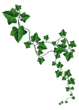 260x360 Vine, Leaf, Drawing, Transparent Png Image Clipart Free Download