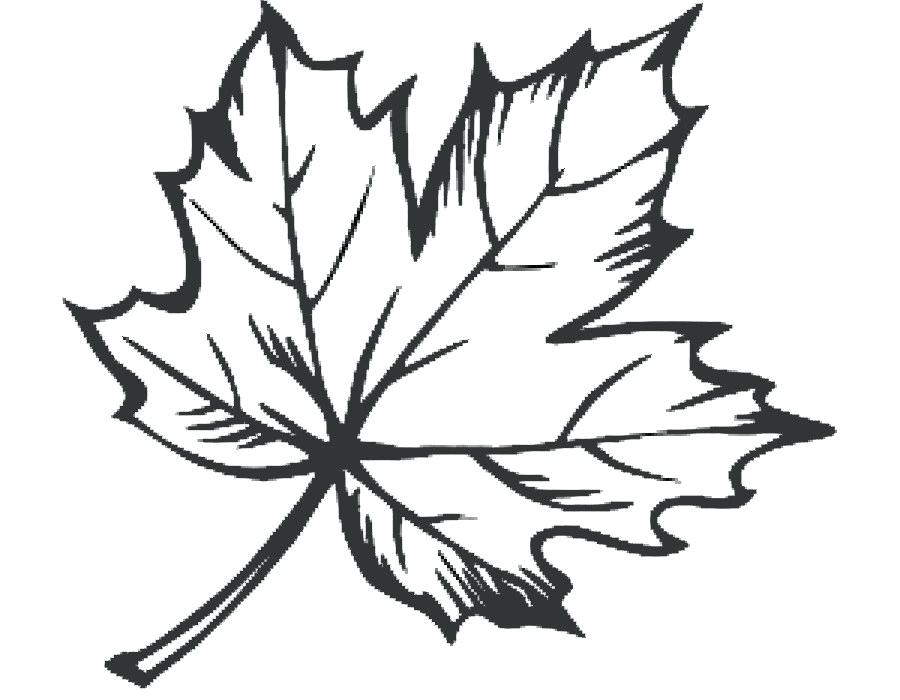 Ivy Leaf Drawing | Free download on ClipArtMag