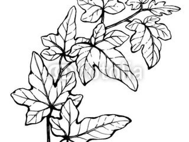 640x480 Free Drawn Ivy, Download Free Clip Art