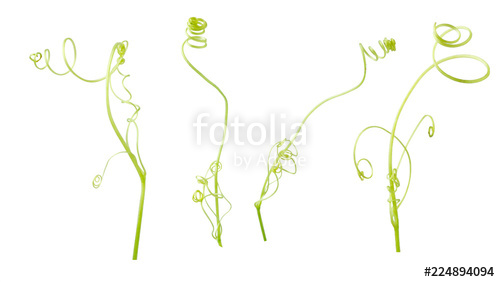 500x282 green ivy plant isolated on gray background, clipping path stock