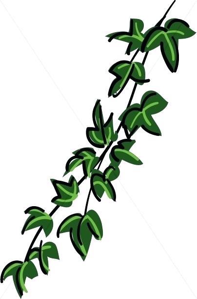 404x612 How To Draw Ivy Vines
