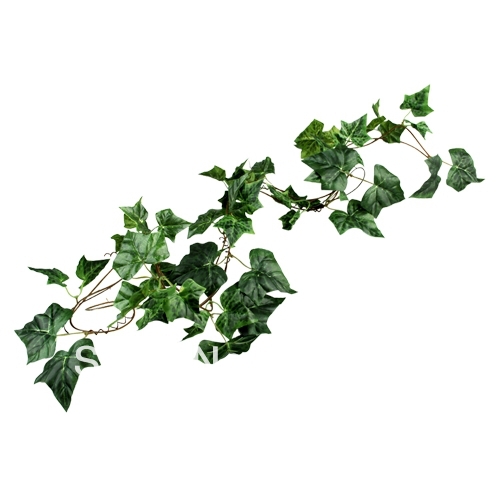 500x500 Ivy Vine Clip Art