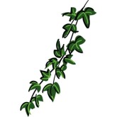 165x165 Ivy Vine Clipart