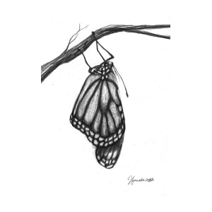 300x300 Words Of A Butterfly Drawing