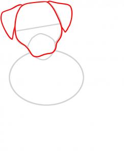 243x302 How To Draw A Jack Russell Terrier, Step