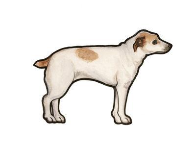 400x300 Jack Russell Art Print