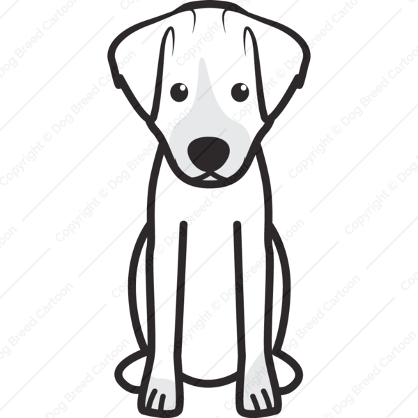 600x600 Jack Russell Terrier