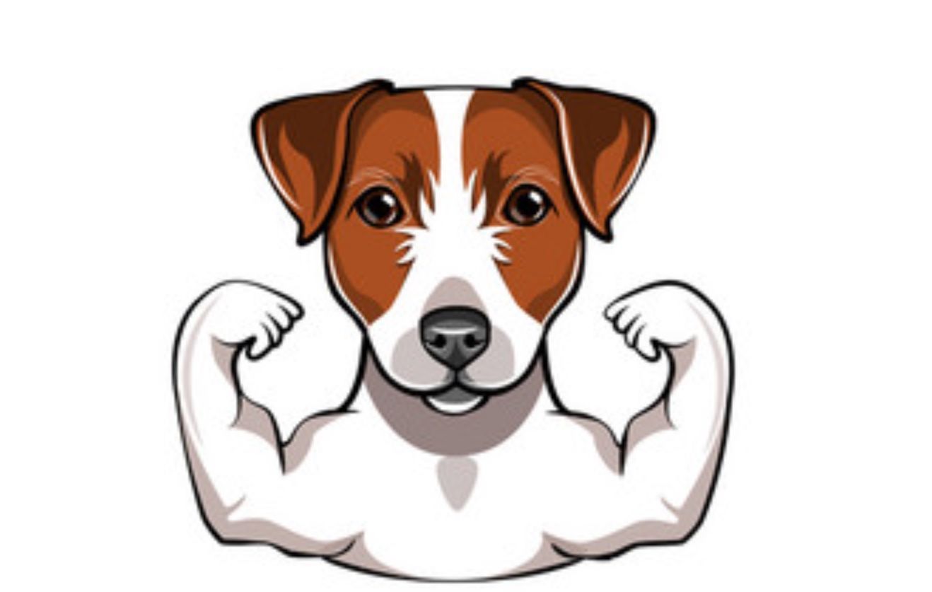 1318x837 Jack Russell Terriers Perros, Mascotas