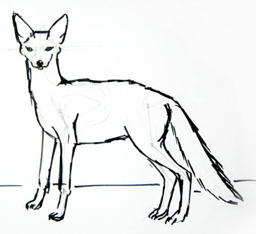500x456 How To Draw A Jackal