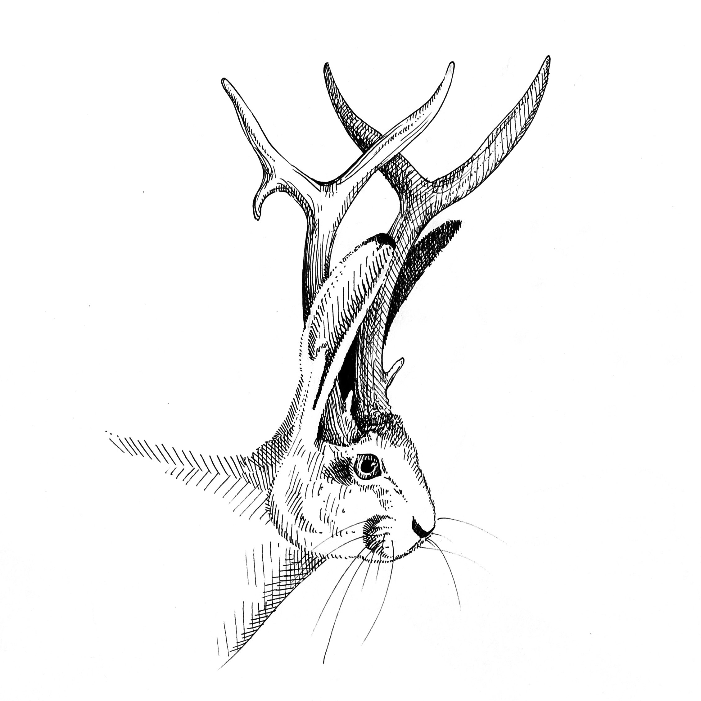 2258x2258 Jackalope Original Artwork Rep Your Water
