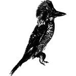 150x150 Jackass Drawing