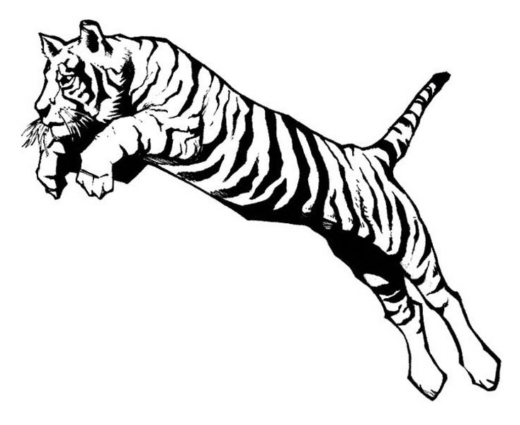 734x600 Jaguar Drawing Pouncing For Free Download