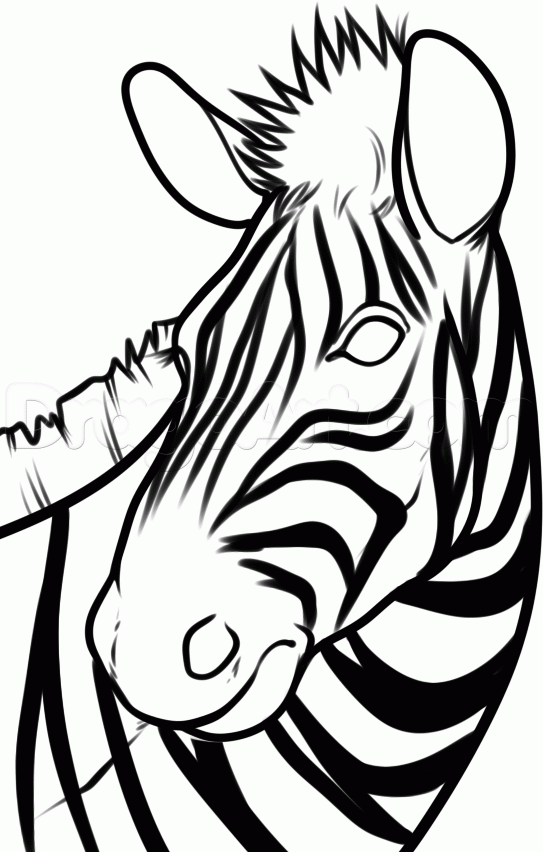 543x852 How To Draw A Zebra Head, Step