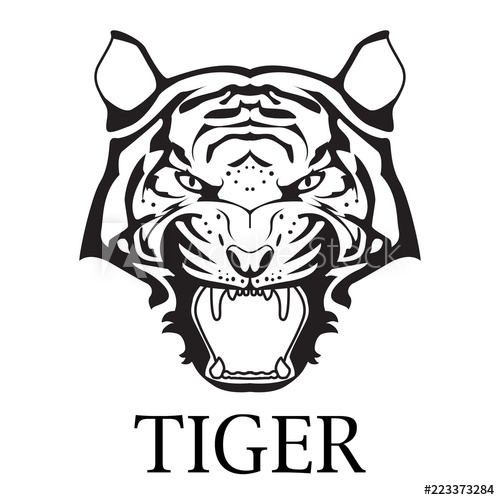 500x500 Tiger Show Head Faces Fierce Drawing Black And White Stripes