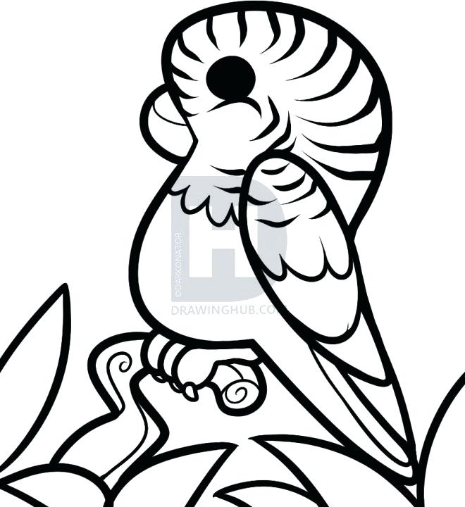 660x720 Parakeet Drawing