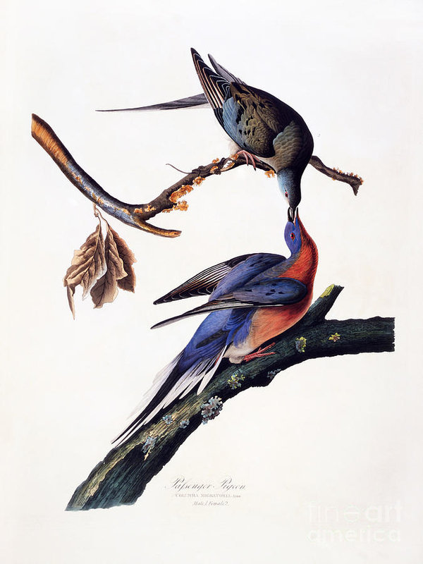 600x800 Passenger Pigeon Art Print