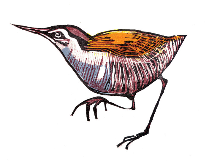 704x550 How War Drove To Extinction The Wake Island Rail Amusing Planet