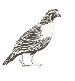 260x280 Illustration, Drawing, Bird, Transparent Png Image Clipart Free