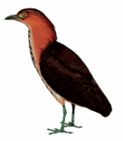 393x450 Japanese Night Heron