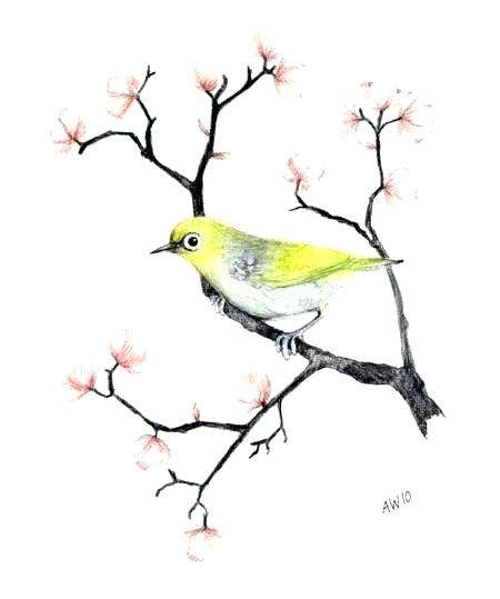 450x539 Drawings Of Japanese Cherry Blossoms