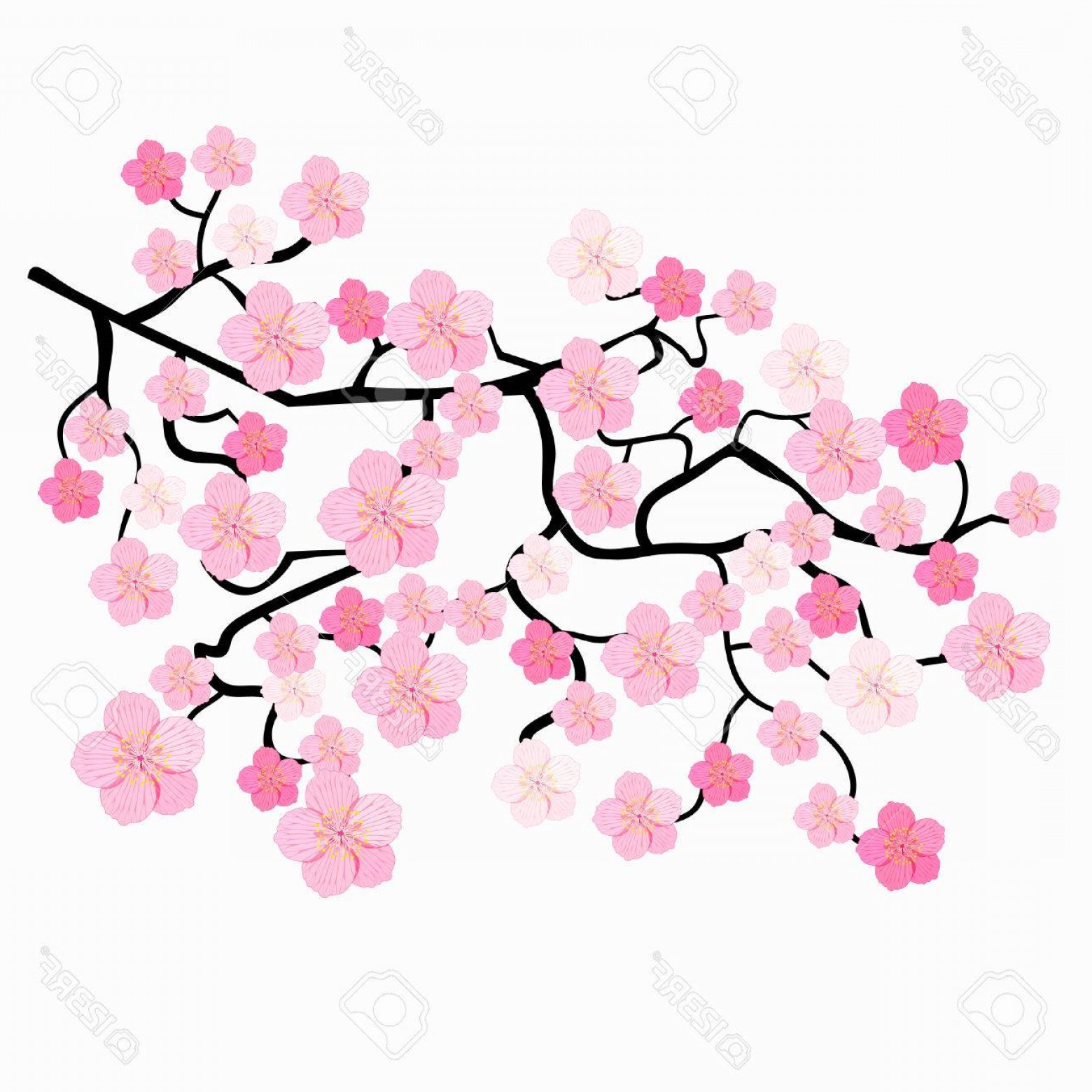 1560x1560 Photostock Vector Branches Of Japanese Cherry Blossoms Vector