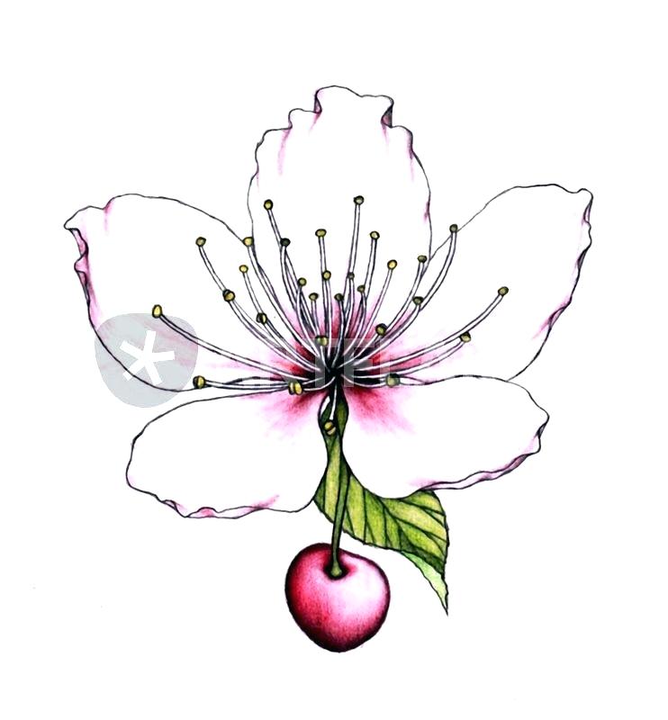 742x800 Draw Cherry Blossom