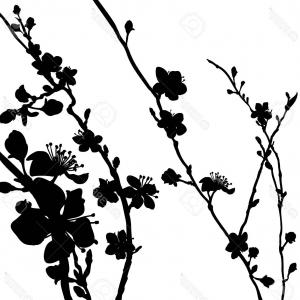 300x300 Stock Illustration Cherry Blossom Tree Silhouette White Background