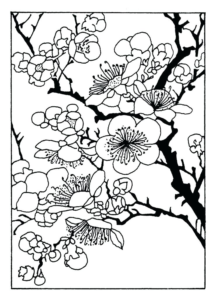 743x1024 Cherry Blossom Coloring Pages