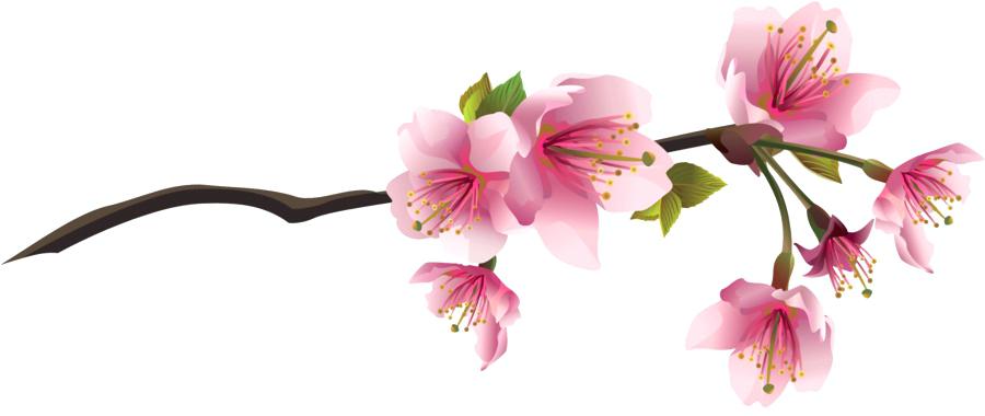 Japanese Cherry Blossom Flower Drawing | Free download on ClipArtMag