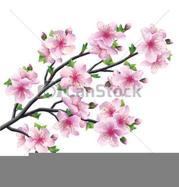 574x600 Japanese Cherry Blossom Tree Clipart