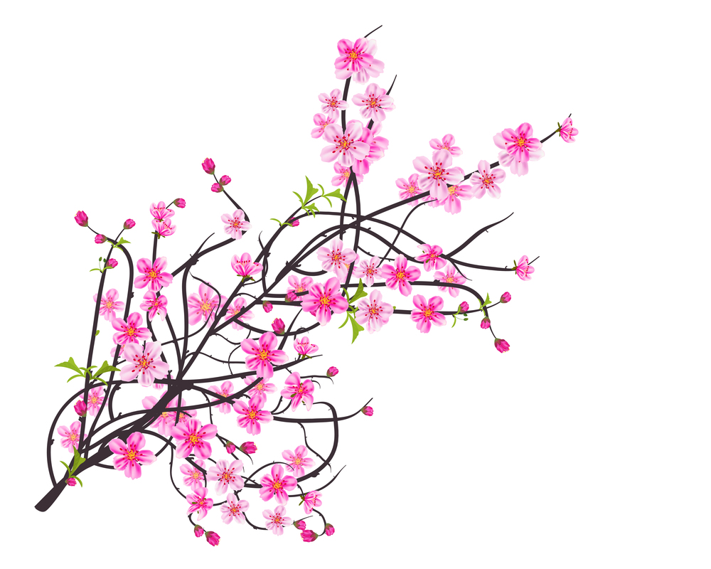 1000x800 You Searched For Watercolor Sakura Frame Background With Blossom