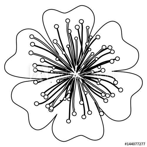 500x500 Monochrome Silhouette Of Flower Japanese Cherry Tree Vector