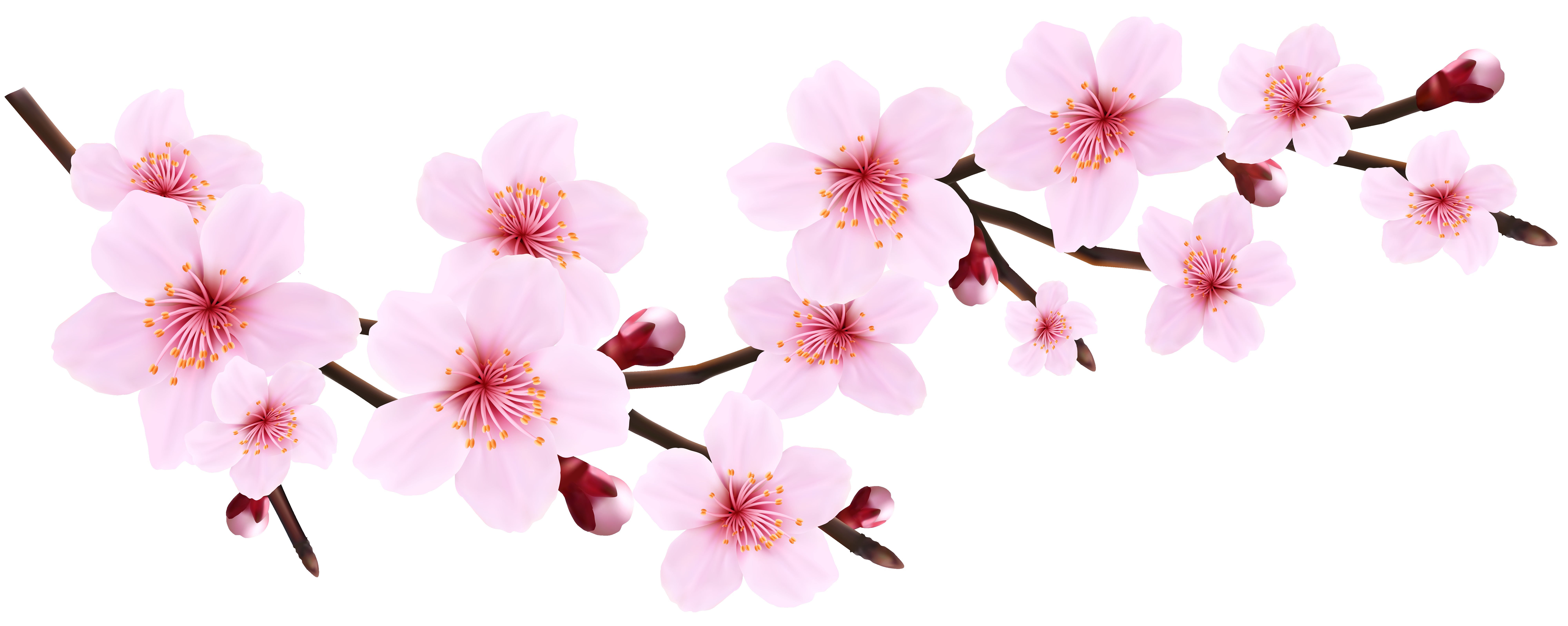 Japanese Cherry Blossom Flower Drawing | Free download on ClipArtMag