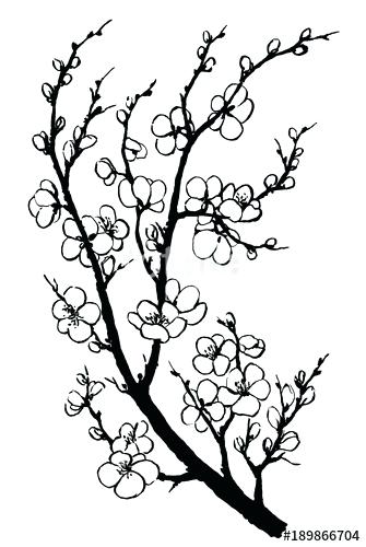335x500 Chinese Blossom Tree Outline How To Draw Cherry Blossoms