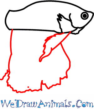 300x350 How To Draw A Siamese Fighting Fish