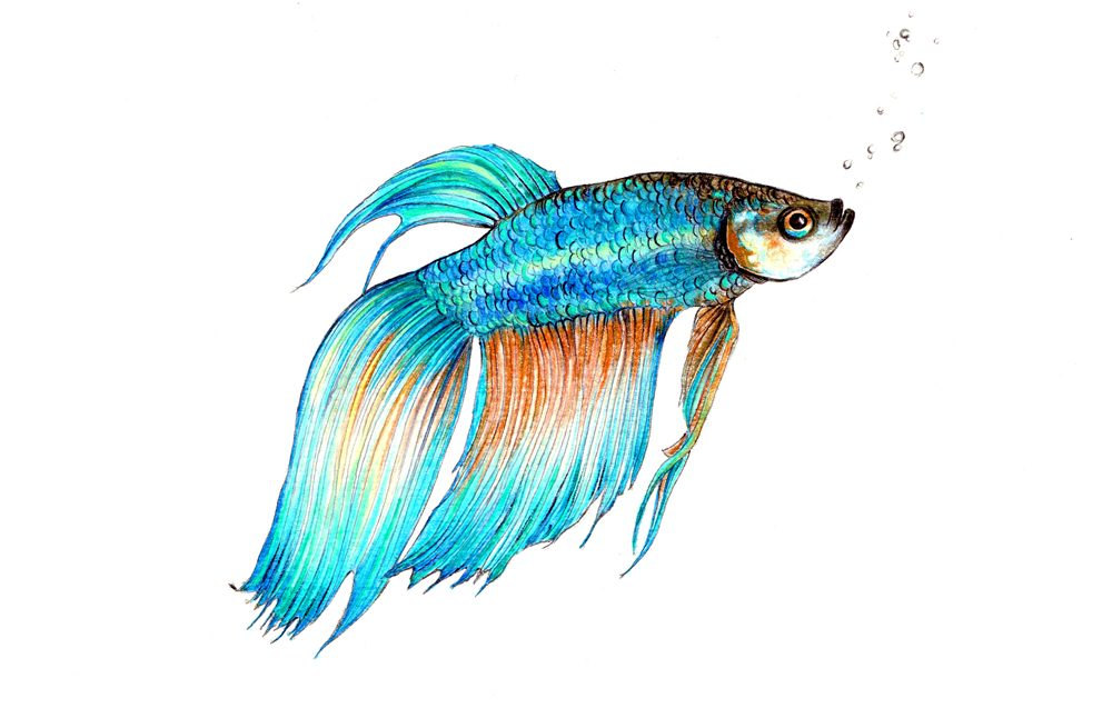 1000x646 Huge Collection Of 'beta Fish Drawing' Download More Than
