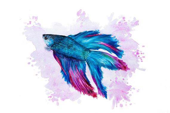 570x380 Items Similar To Siamese Fighting Fish