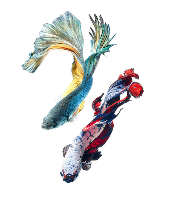 Japanese Fighting Fish Drawing | Free download on ClipArtMag