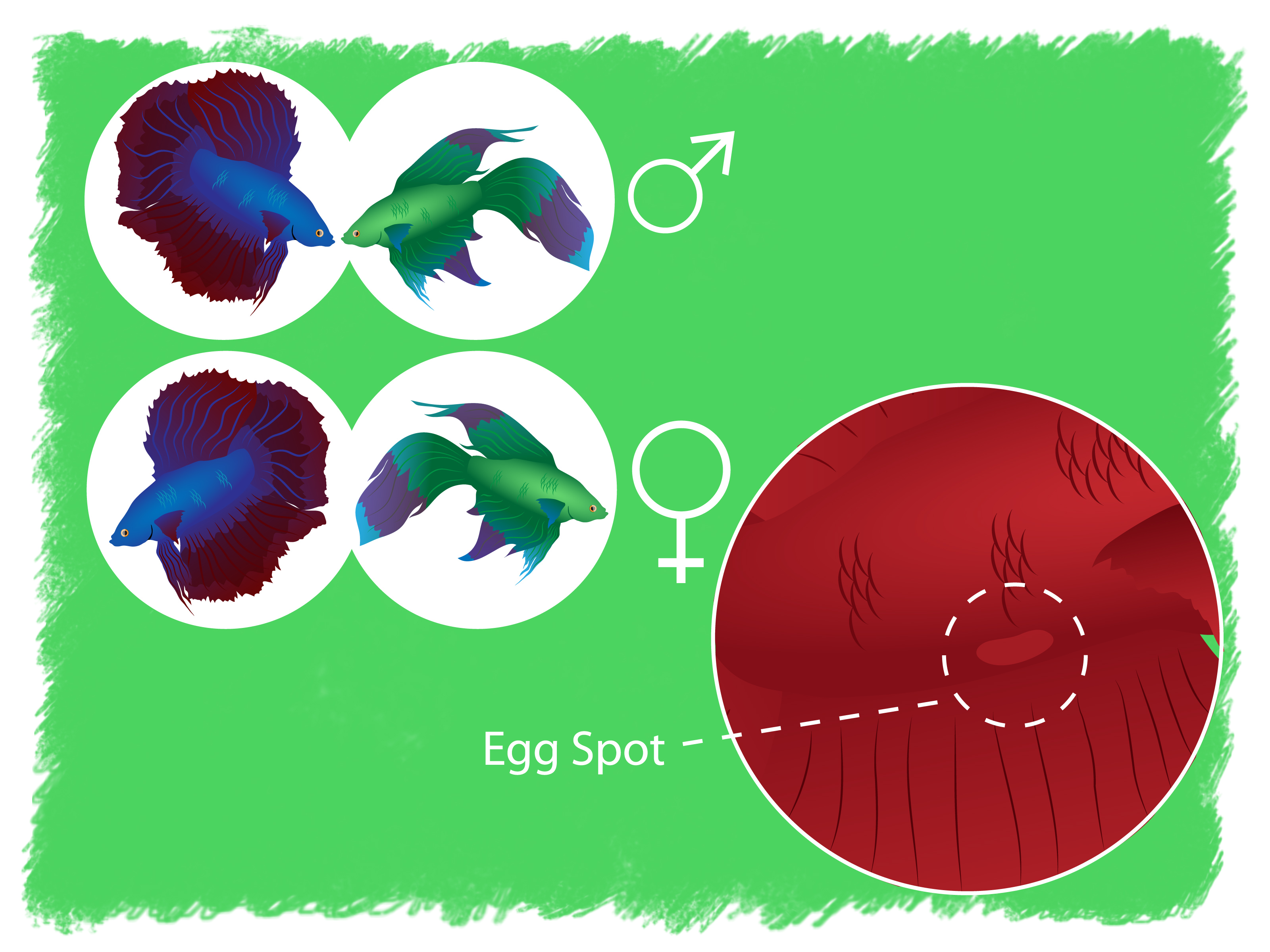 3200x2400 The Easiest Way To Breed Betta Fish