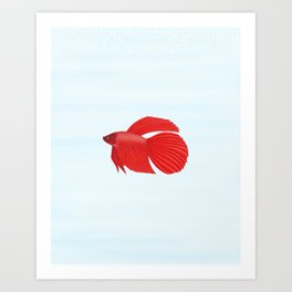 264x264 Betta Fish Art Prints
