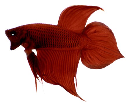 450x368 Betta Fish Tail Types