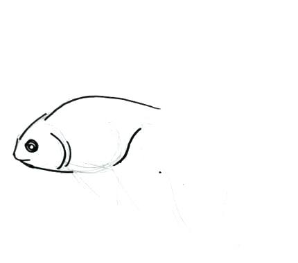 430x379 goldfish drawings shark vs goldfish author drawing japanese