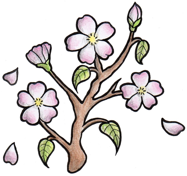 736x696 Japanese Cherry Blossom Drawing