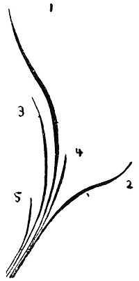 200x404 Japanese Flower Arrangementchapter