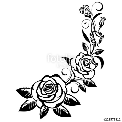 500x500 Branch Of Roses Stock Image And Royalty Free Vector