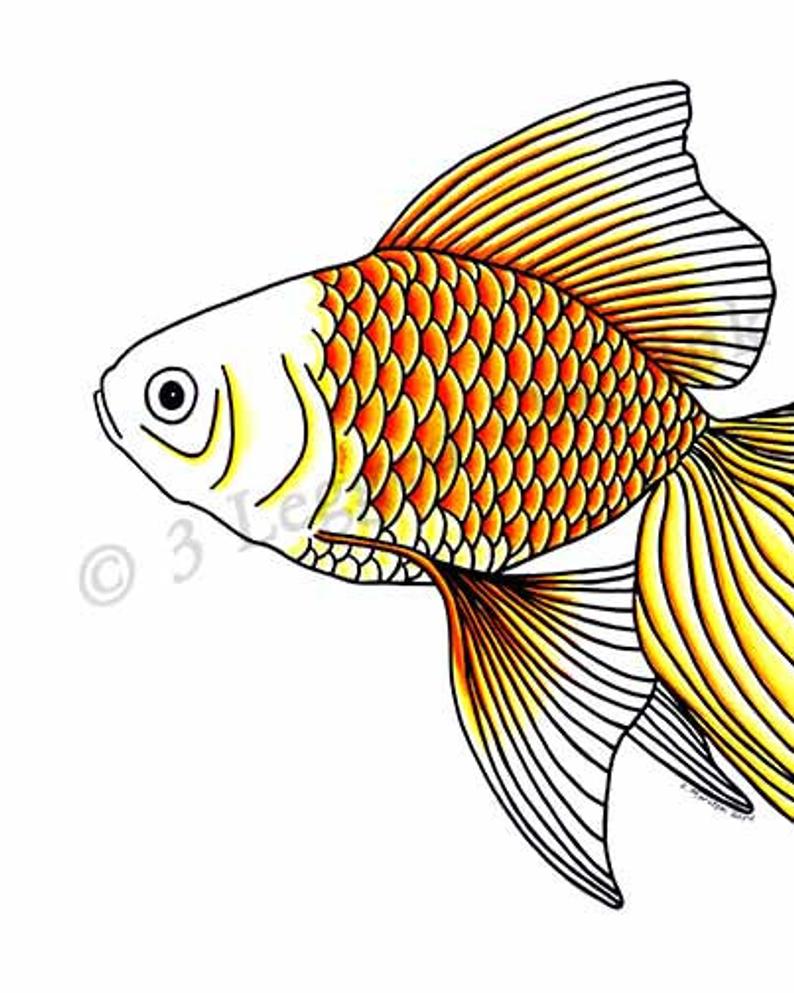 794x993 Framed Original Goldfish Head Drawing Etsy