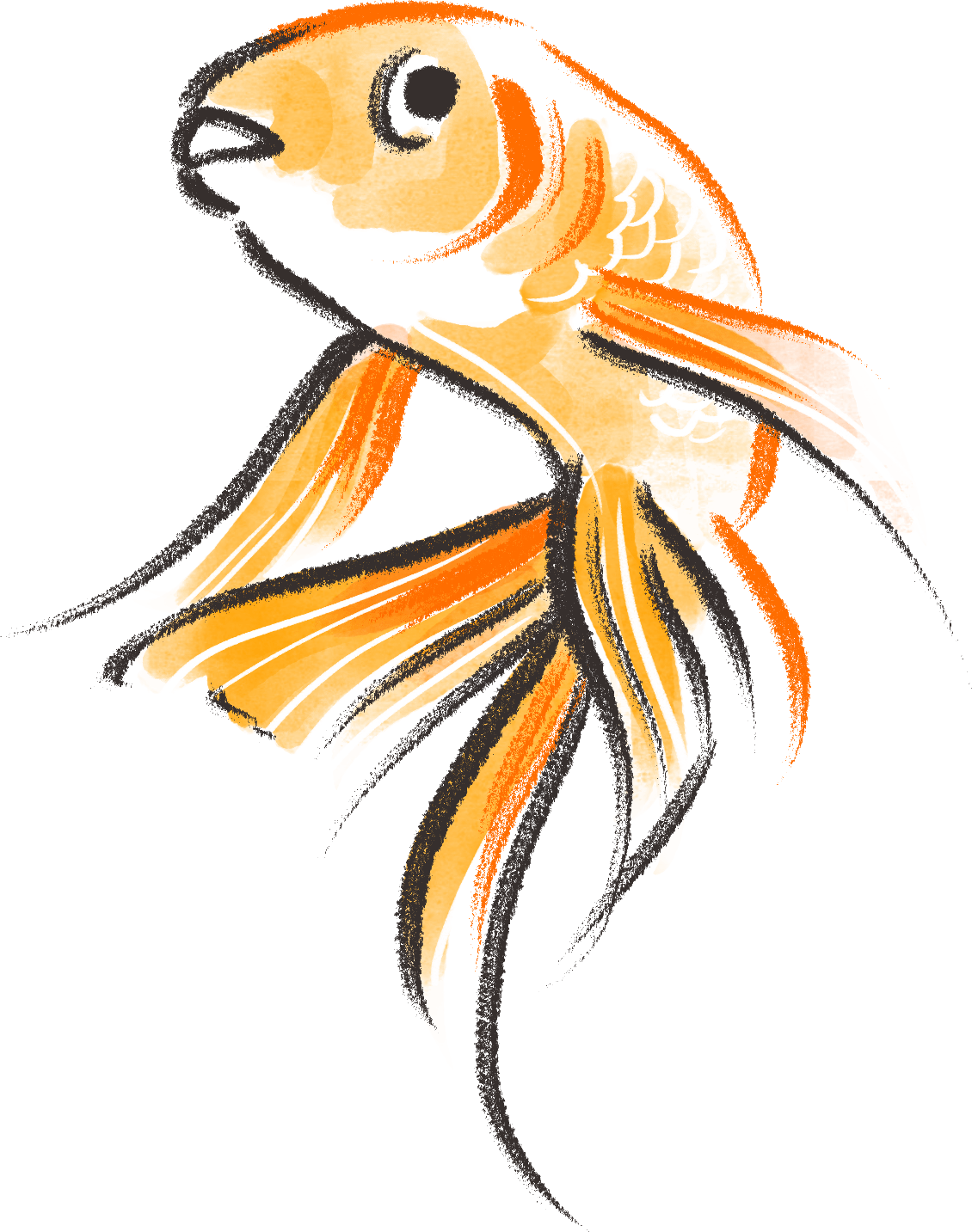1130x1433 Goldfish Drawing